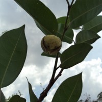 Annona glabra L.